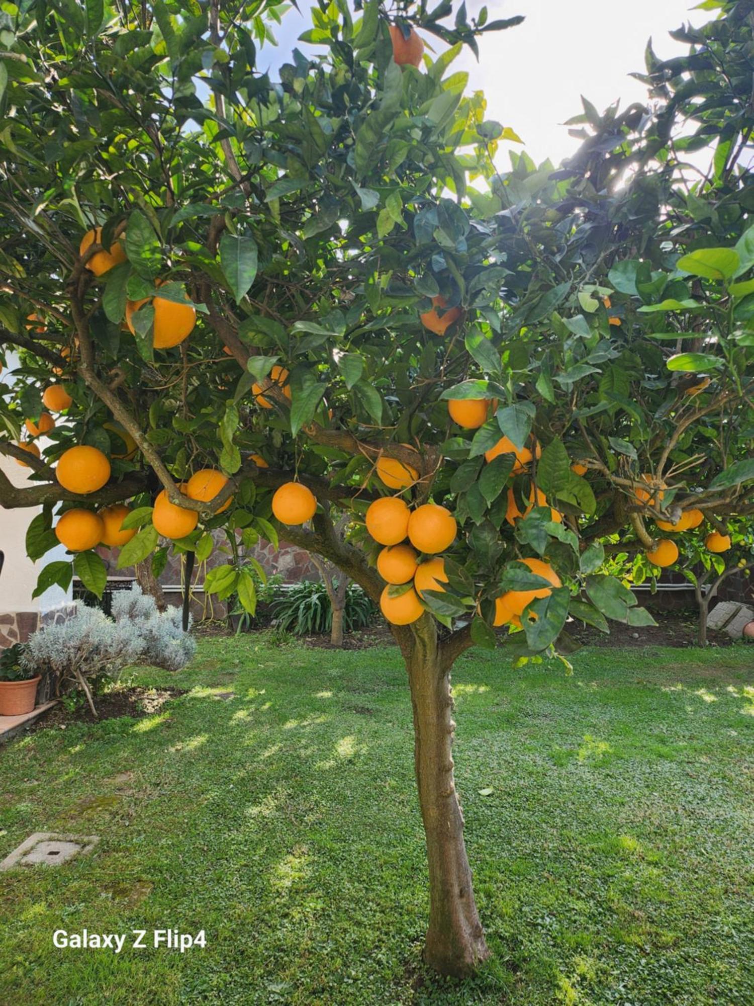 La Limonaia Villa Castel Volturno Dış mekan fotoğraf